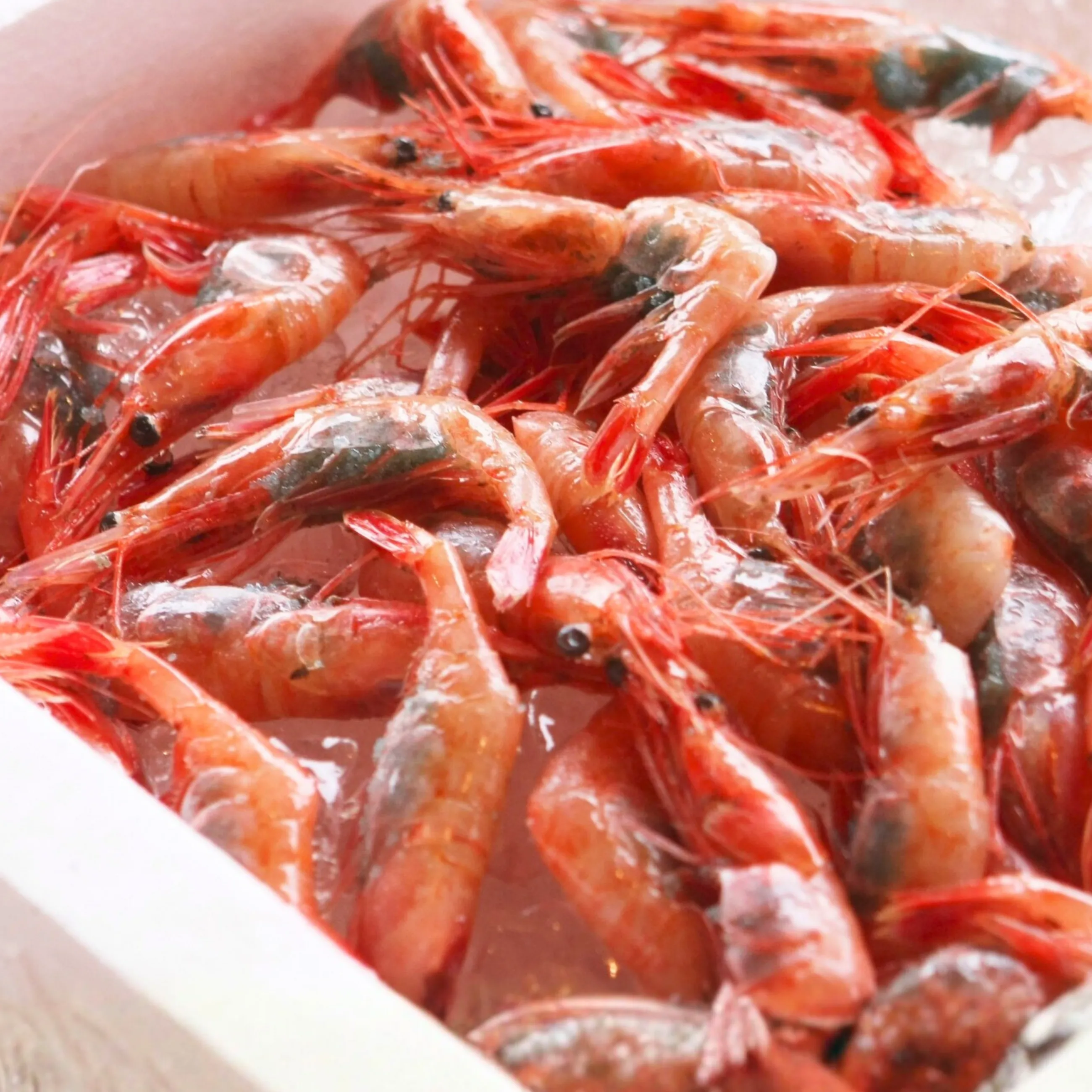 【1月～春先限定】【送料無料】【漁港直送】 富来西海漁協 朝どれ活〆甘エビ 100匹入り（かご漁）