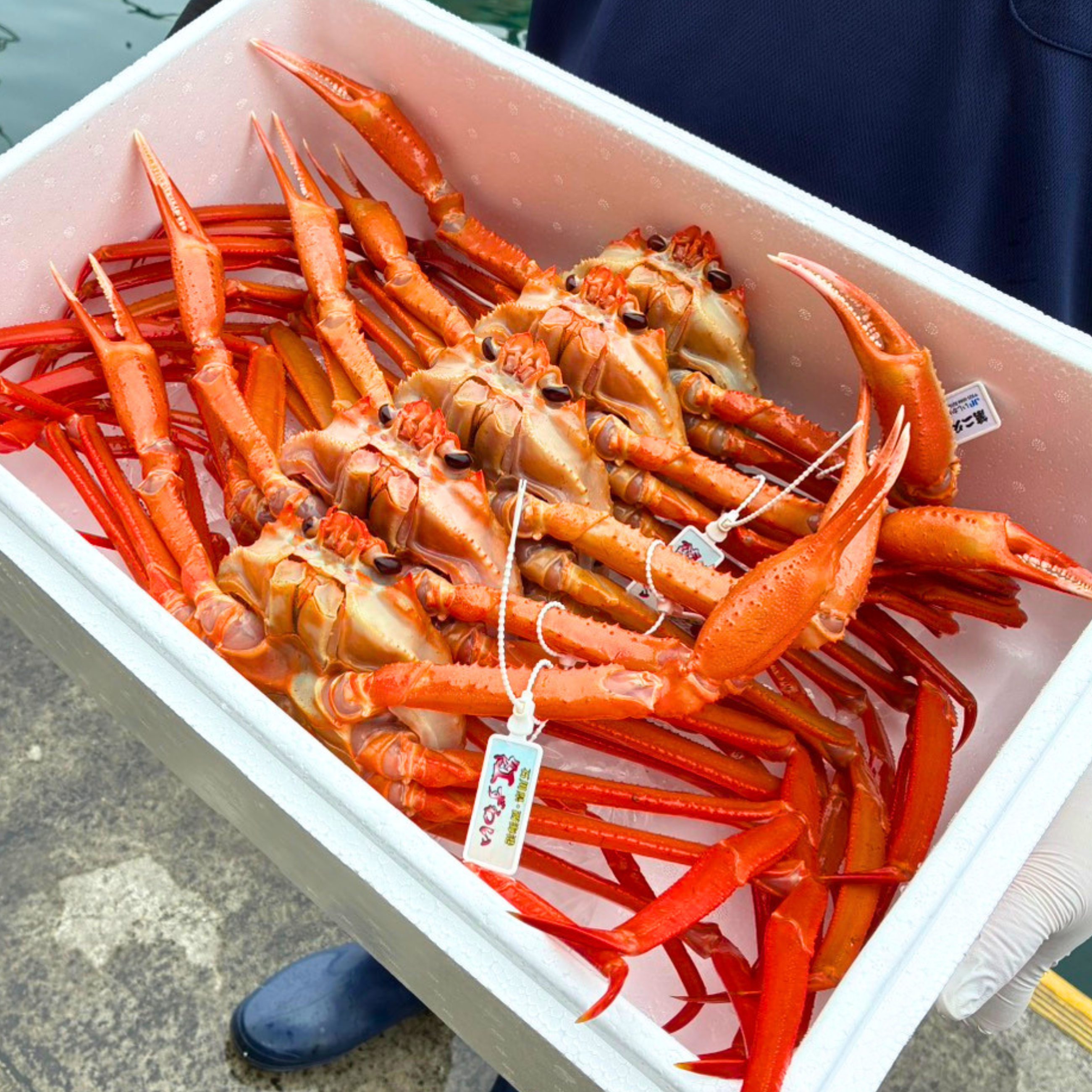 【送料無料】【産地直送】【期間限定】西海漁港 活・紅ズワイガニ 大サイズ 5杯入（800～999g×5杯）