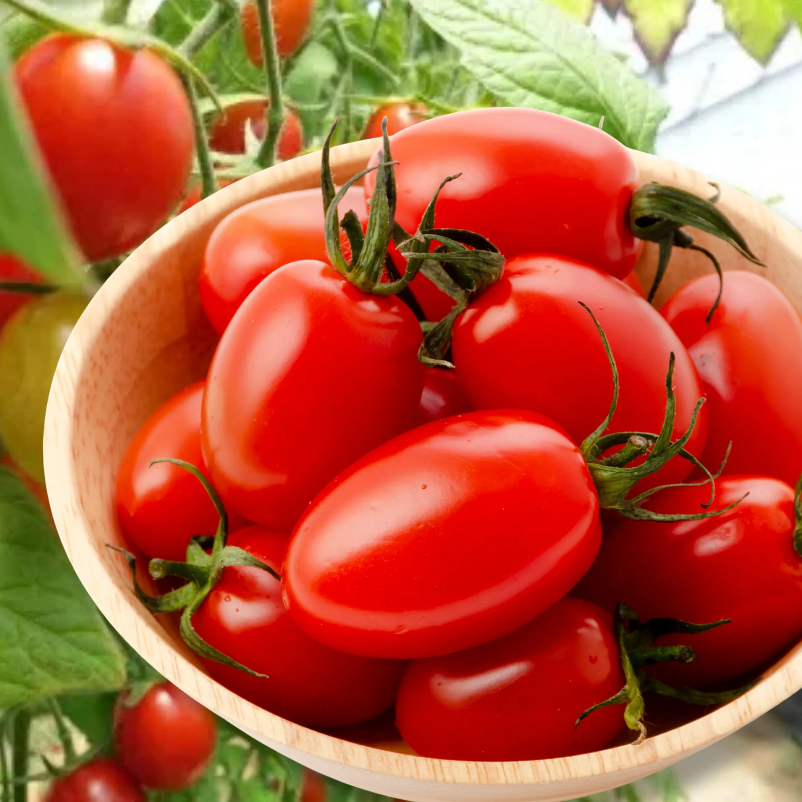 【送料無料】【産地直送】しあわせのトマト 1kg｜高糖度アイコ 栽培期間中農薬不使用 能登産 お試し